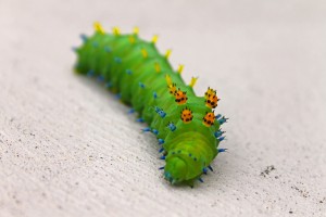 Large Caterpillar